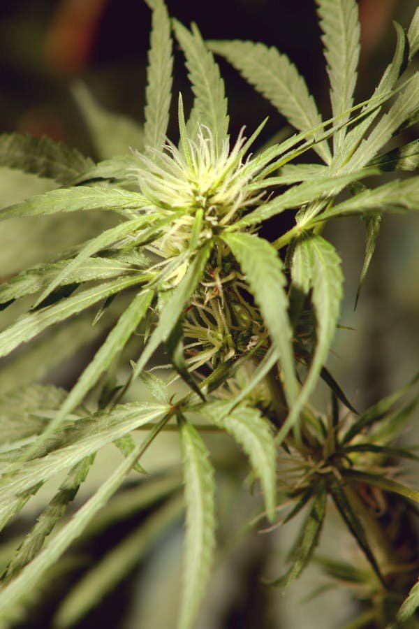 Fleurs de cbd : le secret des saveurs inégalées à découvrir