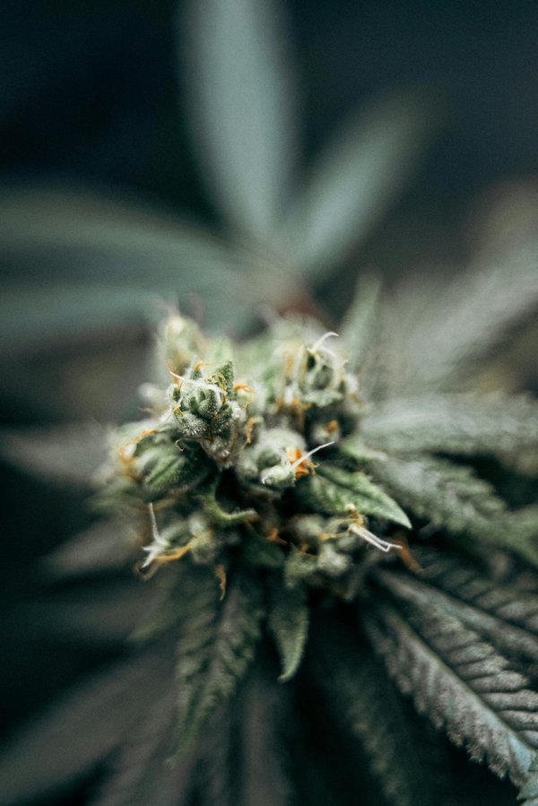 Découvrez les saveurs uniques des fleurs de cannabidiol